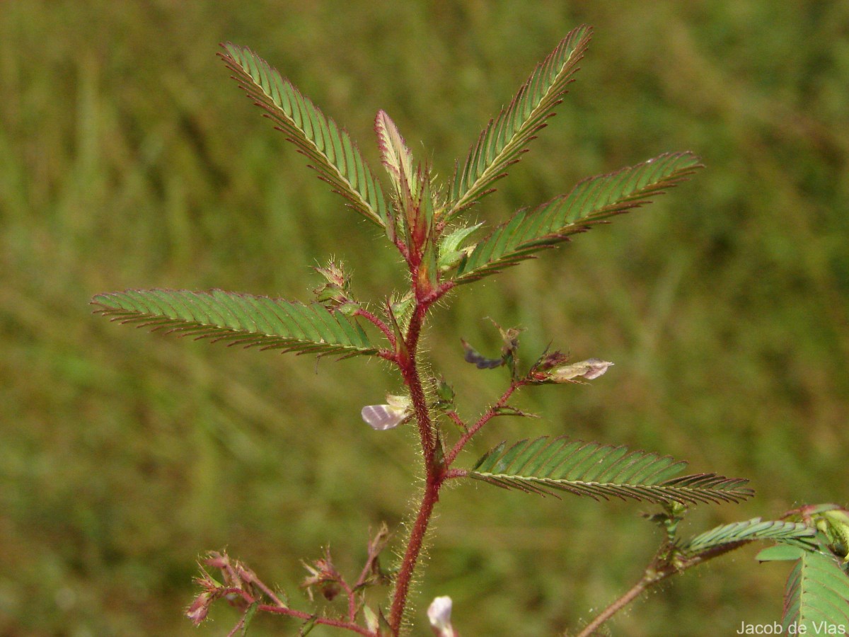 Aeschynomene americana L.